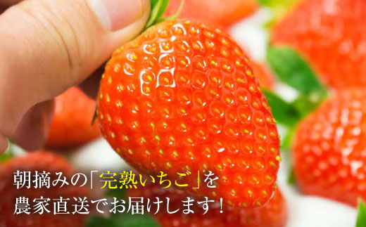 【紅白食べ比べ♪】【5セット限定！】東彼杵町産「ゆめのか」いちご 約1kg【ファーミライズ株式会社】 [BBL003]