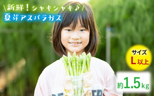 【生で食べれるほどの新鮮さ】夏芽アスパラガス 1.5kg (Lサイズ以上) アスパラガス アスパラ 野菜 新鮮 夏野菜 あすぱらがす あすぱら / 東彼杵町 / はゆっちFarm [BBW002]