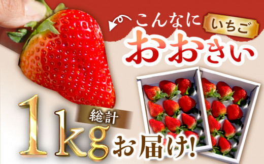 【2025年1月下旬より順次発送】朝摘み鮮度バツグン ゆめのか いちご 約１kgお届け♪ いちご イチゴ 苺 いちご 先行予約 長崎 東彼杵町/ファーミライズ株式会社 [BBL002]