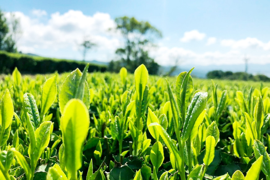 お茶 緑茶 茶葉 そのぎ茶 「澄」「晴」 100g 2本 [尾上製茶 長崎県 東彼杵町 hs42beb820000] 茶 日本茶 国産 新茶 飲料 飲み物 飲みもの カテキン 抗酸化 家庭用 セット 飲み比べ
