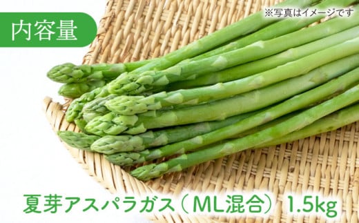 【農家直送】夏芽アスパラガス 1.5kg（M・L混合）アスパラガス アスパラ 野菜 新鮮 夏野菜 東彼杵町 / 前平農園 [BCG003]