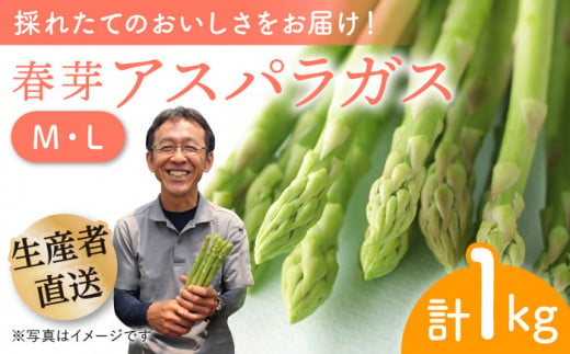 【2025年2月中旬より順次発送】朝どれ 春芽アスパラガス 1kg（ML混合）あすぱら アスパラ あすぱらがす 春 アスパラガス 春あすぱら 春アスパラ 東彼杵町/前平農園 [BCG008]