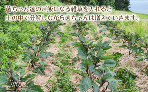 【旬の野菜を詰合せ】微生物が育てる 菌ちゃん野菜セット 野菜セット 野菜 やさい  [BCV001]