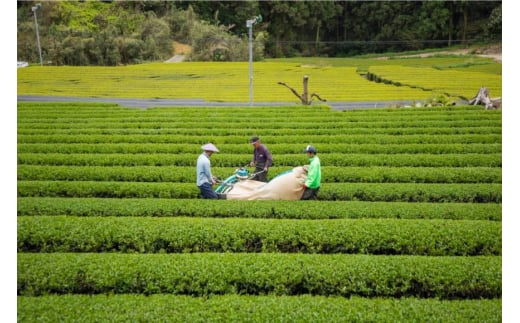 そのぎ茶 緑茶 そのぎ茶《茶縁》「つゆひかり」100g 2袋入 [東坂こくまる商店 長崎県 東彼杵町 hs42bag700001] 茶 お茶 緑茶 日本茶 茶葉 そのぎ茶