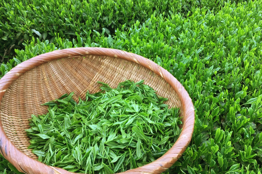 緑茶 長崎 そのぎ茶 2種セット 特上 夕凪 2袋・特撰 朝凪 3袋 各90g 飲み比べ 詰め合わせ [中山茶園 長崎県 東彼杵町 hs42bag610004] 茶 お茶