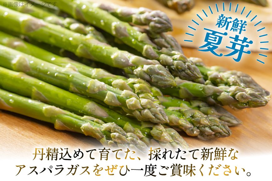 アスパラ アスパラガス 夏芽アスパラガス 1.5kg L サイズ以上 [はゆっちFARM 長崎県 東彼杵町 hs42bag360006] アスパラ あすぱら 新鮮 夏