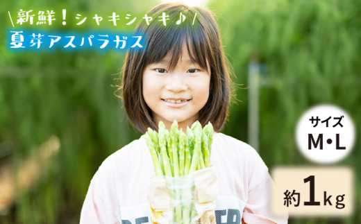 【生で食べれるほどの新鮮さ】夏芽アスパラガス1kg（M・Lサイズ混合) アスパラガス アスパラ 野菜 新鮮 夏野菜 東彼杵町/はゆっちFarm [BBW017]