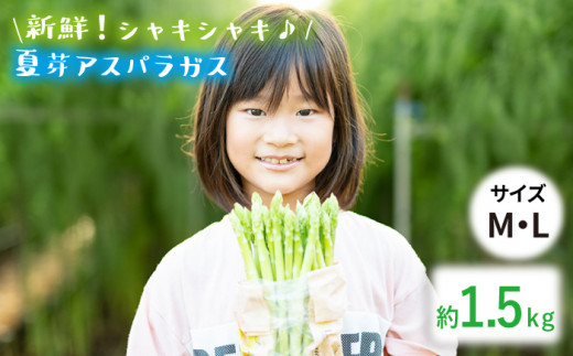 【生で食べれるほどの新鮮さ】夏芽アスパラガス 1.5kg (M・Lサイズ混合) アスパラガス アスパラ 野菜 やさい 新鮮 夏野菜 あすぱらがす あすぱら / 東彼杵町 / はゆっちFarm [BBW001]