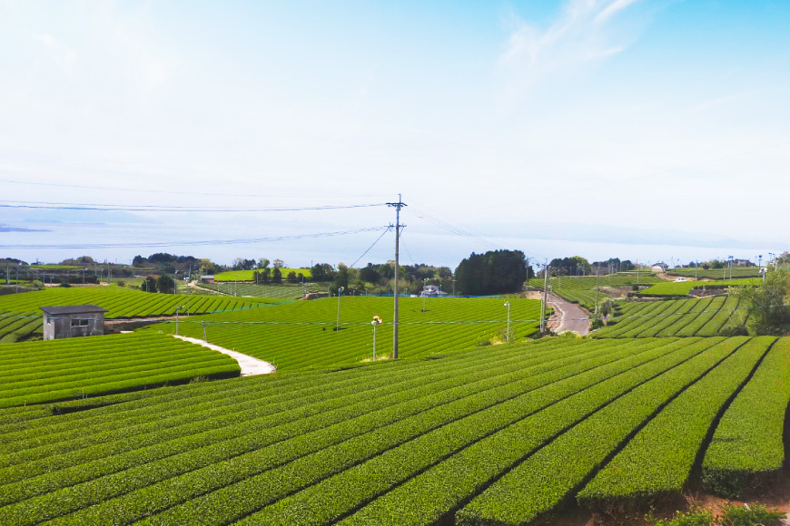 お茶 緑茶 茶葉 そのぎ茶 「雅」「澄」「晴」 100g×3本 [尾上製茶 長崎県 東彼杵町 hs42beb820002] 茶 日本茶 国産 新茶 飲料 飲み物 飲みもの カテキン 抗酸化 家庭用 セット 飲み比べ