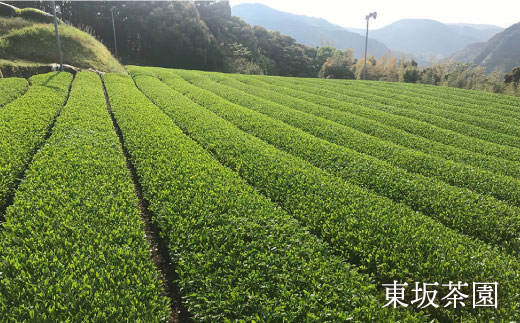 そのぎ茶 「郷山の茶」80g×3袋入り 茶 ちゃ お茶 おちゃ 緑茶 りょくちゃ 日本茶 茶葉 東彼杵町/東坂茶園 [BAN001] 