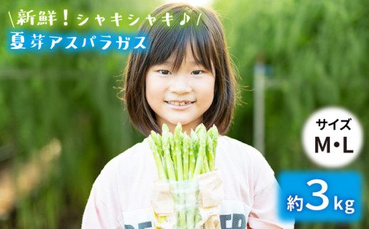 【生で食べれるほどの新鮮さ】夏芽アスパラガス 3.0kg (M・Lサイズ混合) アスパラガス アスパラ 野菜 新鮮 夏野菜 東彼杵町/はゆっちFarm [BBW003]