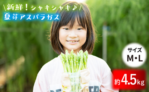 【生で食べれるほどの新鮮さ】夏芽アスパラガス 4.5kg (M・Lサイズ) アスパラガス アスパラ 野菜 新鮮 夏野菜 東彼杵町/はゆっちFarm [BBW005]