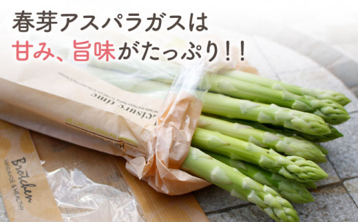 【2025年2月から発送開始】春芽アスパラガス 2kg/Lサイズ以上  あすぱら アスパラ あすぱらがす 春 東彼杵町/はゆっちFARM [BBW011]