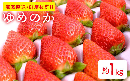 【1月下旬より順次発送】【農家直送】ゴスケドンの長崎県産「ゆめのか」いちご 約１kgお届け♪ [BCC001]