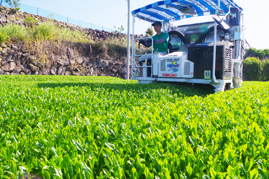 お茶 緑茶 茶葉 そのぎ茶 「雅」「澄」「晴」 100g×3本 [尾上製茶 長崎県 東彼杵町 hs42beb820002] 茶 日本茶 国産 新茶 飲料 飲み物 飲みもの カテキン 抗酸化 家庭用 セット 飲み比べ