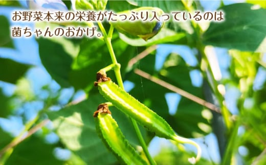 【旬の野菜を詰合せ】微生物が育てる 菌ちゃん野菜セット 野菜セット 野菜 やさい  [BCV001]