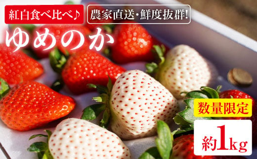 【紅白食べ比べ♪】【5セット限定！】東彼杵町産「ゆめのか」いちご 約1kg【ファーミライズ株式会社】 [BBL003]