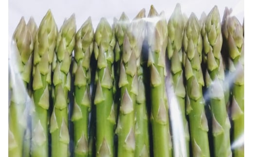 アスパラガス あすぱらがす 【農家直送】夏芽アスパラガス 1.5kg（L以上） [前平農園 長崎県 東彼杵町 hs42bag540003] アスパラガス アスパラ 野菜 やさい 新鮮 夏野菜 あすぱらがす あすぱら