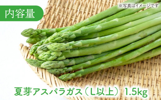 【農家直送】夏芽アスパラガス 1.5kg（L以上）アスパラガス アスパラ 野菜 新鮮 夏野菜 東彼杵町 / 前平農園 [BCG004]