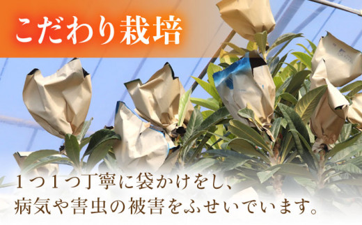 【2025年3月中旬より順次発送】東彼杵町産 長崎 ハウス びわ  1kg 化粧箱入 [BDC002]