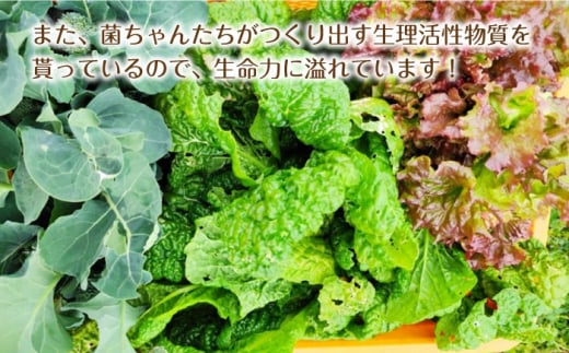 【旬の野菜を詰合せ】微生物が育てる 菌ちゃん野菜セット 野菜セット 野菜 やさい  [BCV001]