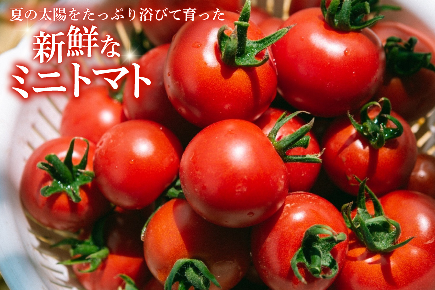 ミニトマトジュース MINITOMATO 100% JUICE 180ml 10本 1箱 [そのぎ茶深緑の里 tomattea 長崎県 東彼杵町 hs42bag570003] トマトジュース トマト ミニトマト エコスイート ドレッシング スムージー