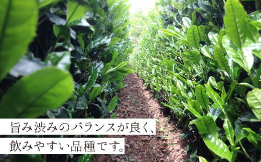 そのぎ茶《茶縁》「やぶきた」100g×2袋入り 茶 ちゃ お茶 おちゃ 緑茶 りょくちゃ 日本茶 茶葉 東彼杵町/東坂こくまる商店 [BCL001] 