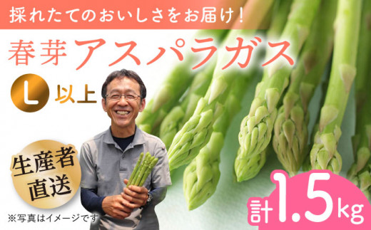 【2025年2月中旬より順次発送】朝どれ春芽アスパラガス 1.5kg（Lサイズ以上）あすぱら アスパラ あすぱらがす 春 アスパラガス 春あすぱら 春アスパラ 東彼杵町/前平農園 [BCG011]