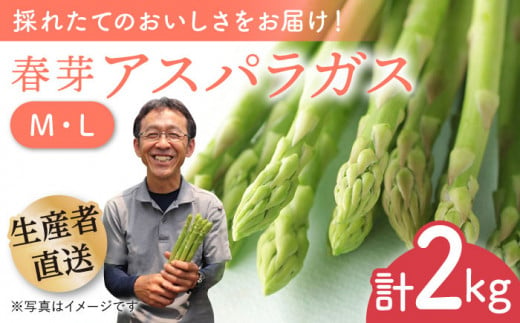 【2025年2月中旬より順次発送】朝どれ春芽アスパラガス 2kg（ML混合）あすぱら アスパラ あすぱらがす 春 アスパラガス 春あすぱら 春アスパラ 東彼杵町/前平農園 [BCG012]