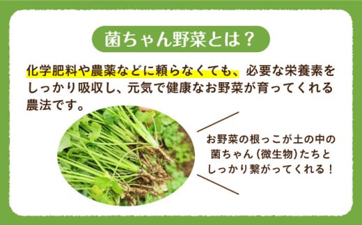 【旬の野菜を詰合せ】微生物が育てる 菌ちゃん野菜セット 野菜セット 野菜 やさい  [BCV001]