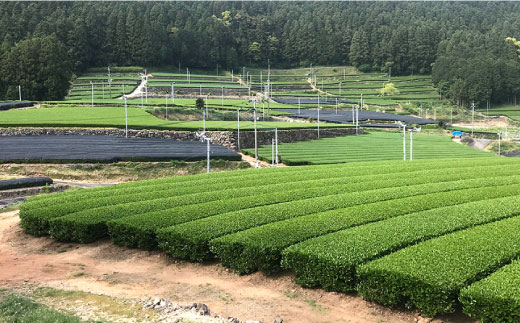 そのぎ茶 「郷山の茶」80g×3袋入り 茶 ちゃ お茶 おちゃ 緑茶 りょくちゃ 日本茶 茶葉 東彼杵町/東坂茶園 [BAN001] 