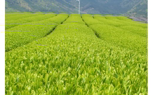 そのぎ茶 緑茶 そのぎ茶 特上 100g 3袋 計300g [岡田商会 長崎県 東彼杵町 hs42bag210003] 茶葉 おちゃ りょくちゃ