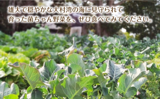 【旬の野菜を詰合せ】微生物が育てる 菌ちゃん野菜セット 野菜セット 野菜 やさい  [BCV001]