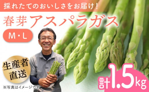 【2025年2月中旬より順次発送】朝どれ春芽アスパラガス 1.5kg（ML混合）あすぱら アスパラ あすぱらがす 春 アスパラガス 春あすぱら 春アスパラ 東彼杵町/前平農園 [BCG010]