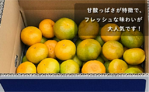 【数量限定】極早生みかん 約5kg マルチシート栽培 ミカン 柑橘 果物  フルーツ【おだ農園】 [OAG002]
