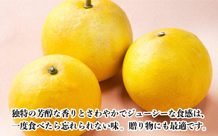 【数量限定】ぶんたん 大玉 約8kg【長崎ぶんたんの会 】[OAF001] / 完熟 贈答 ギフト ミカン 柑橘 果物  フルーツ 文旦 ブンタン かんきつ 柑橘類 カンキツ 蜜柑 みかん