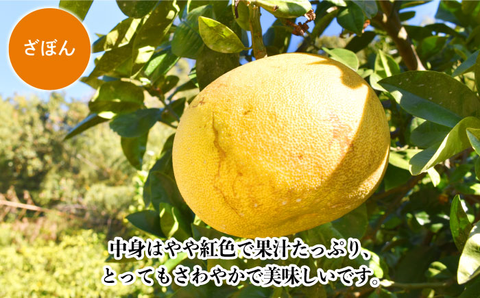 【数量限定】長崎ざぼん&ぶんたん セット 約8kg【長崎ぶんたんの会 】[OAF008] / ミカン 柑橘 果物  フルーツ かんきつ ザボン ブンタン 朱欒 文旦 食べ比べ 柑橘類 セット 詰め合わせ みかん 蜜柑