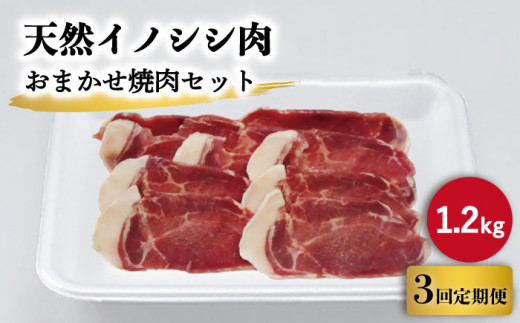 【3回定期便】ジビエ 天然イノシシ肉 おまかせ焼肉セット 1.2kg （ロース・モモ・バラ）【照本食肉加工所】[OAJ034] / 猪 猪肉 いのしし肉 イノシシ イノシシ肉 ジビエ いのしし 長崎県猪 川棚町産猪 ぼたん鍋用いのしし 九州産イノシシ じびえ ジビエ ジビエ肉