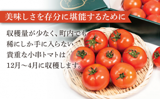 【6回定期便】小串トマト 濃厚150% ピューレ「OGUSHI」160g×10本セット【草加家】 [OBH003]