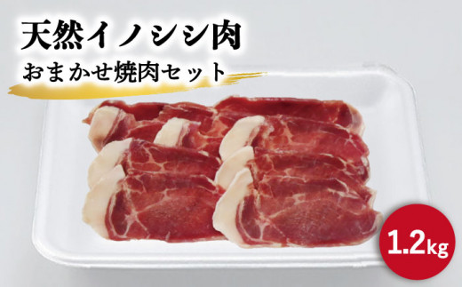 ジビエ 天然イノシシ肉 おまかせ焼肉セット 1.2kg （ロース・モモ・バラ）【照本食肉加工所】 [OAJ006]