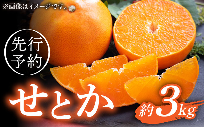 【先行予約】弾力があり甘い！せとか長崎県産 約3kg 【田崎FARM】 [OCU002]