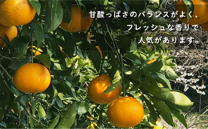 【先行受付】 数量限定 甘夏みかん 有機肥料栽培 約8kg【おだ農園】[OAG001] / 完熟 ミカン 柑橘 果物  フルーツ みかん 柑橘類 あまなつ 有機栽培 アマナツ