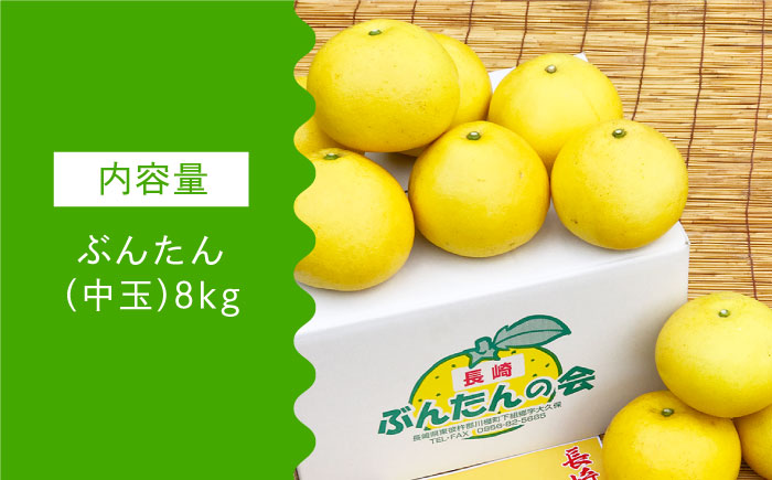 【数量限定】ぶんたん 中玉 約8kg【長崎ぶんたんの会】[OAF002] / 完熟 贈答 ギフト ミカン 柑橘 果物 フルーツ 文旦 ブンタン かんきつ 柑橘類 カンキツ 蜜柑 みかん