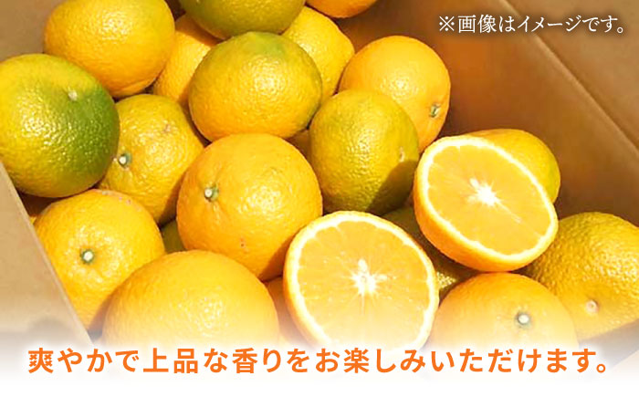 【先行予約】長崎県産 スイートスプリング 9kg 【Mt.Gファーム】[OCX001] / 柑橘 みかん 八朔 はっさく 上田温州みかん スイートスプリング かんきつ 蜜柑 ミカン