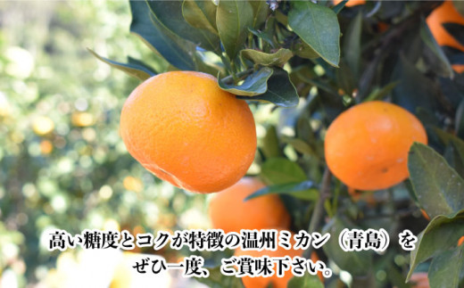 【数量限定】高糖度系 温州みかん(青島) 約10kg【長崎ぶんたんの会】 [OAF006] ミカン 柑橘 果物  フルーツ