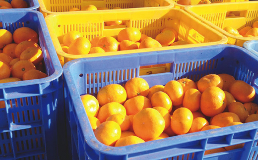 【数量限定】温州高糖度 原口みかん 約5kg ミカン 柑橘 果物  フルーツ【長崎ぶんたんの会】 [OAF004]