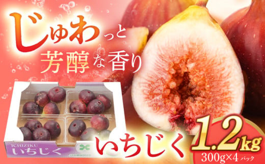 【先行予約：8月中旬頃～発送】イチジク 約300g×4パック【田崎FARM】[OCU004] / いちじく 無花果 イチジク 長崎県産いちじく 川棚町産無花果 肉厚イチジク いちじく ふるーつ フルーツ 果物 くだもの いちじく