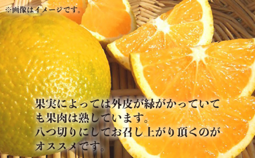 【数量限定】長崎県産 スイートスプリング 10kg ミカン 柑橘 果物  フルーツ【長崎慈光園】 [OAM008]