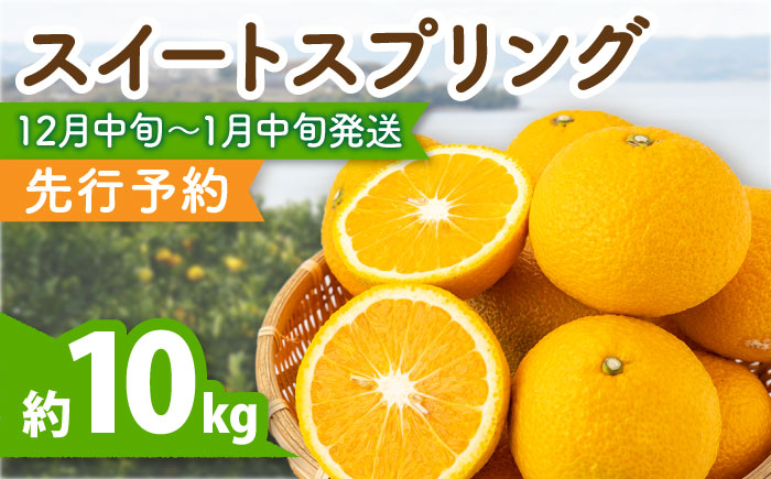 スイートスプリング 約10kg 長崎県産柑橘【田崎FARM】[OCU001] / 柑橘 スイートスプリング みかん 九州フルーツ 柑橘類 九州みかん ミカン 柑橘 九州みかん かんきつ すいーとすぷりんぐ 冬みかん