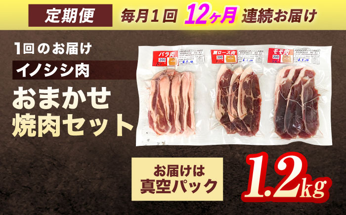 【12回定期便】ジビエ 天然イノシシ肉 おまかせ焼肉セット 1.2kg （ロース・モモ・バラ）【照本食肉加工所】 [OAJ036] / 肉 猪 猪肉 イノシシ イノシシ肉 いのしし しし肉 しし鍋 ボタン鍋 ジビエ